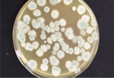 ハニカム付着ホコリカビ・菌​​​​​​​